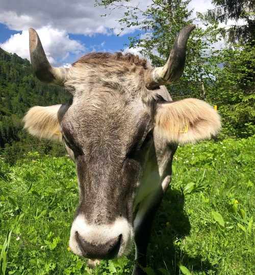 446837320_1086626466512725_4855295589183192550_n