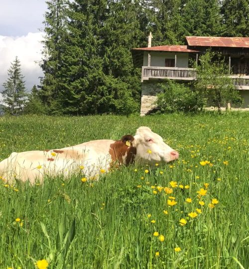 446850045_325579087102508_1714855967796095430_n